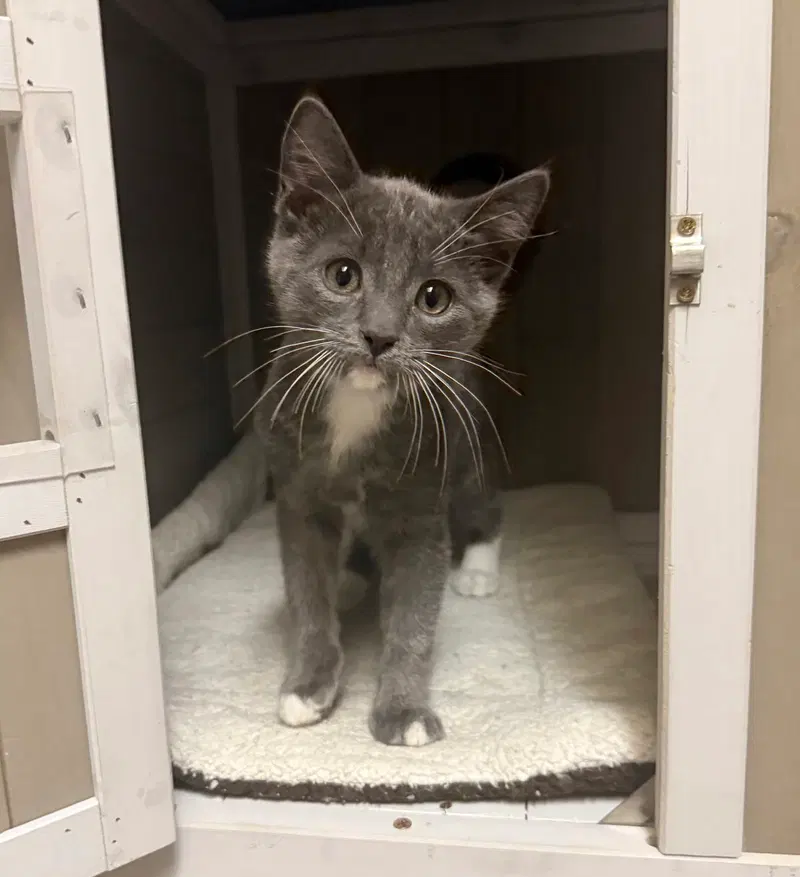 Earl Grey, a male Tuxedo kitten up for adoption