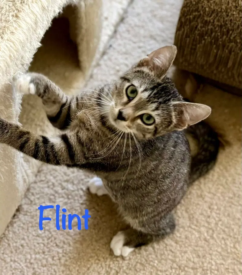 Flint, a male kitten up for adoption
