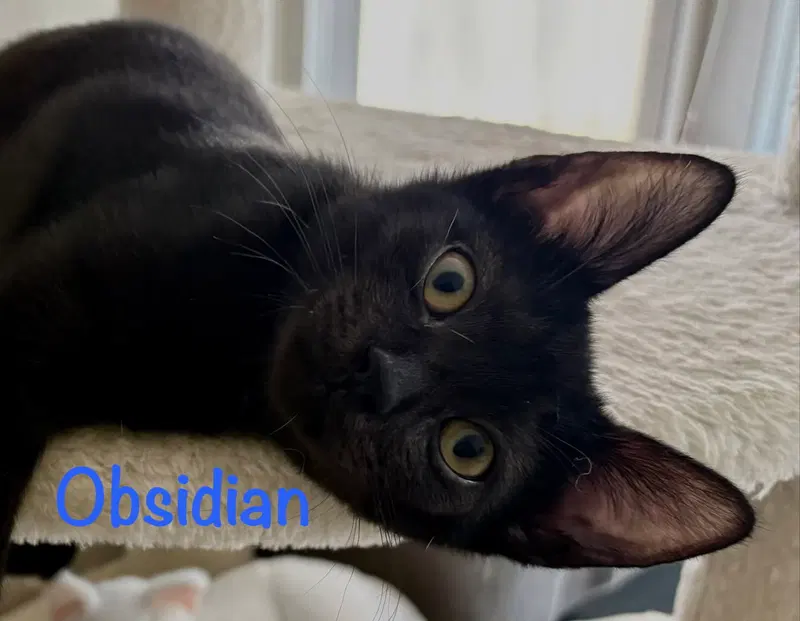 Obsidian, a male kitten up for adoption