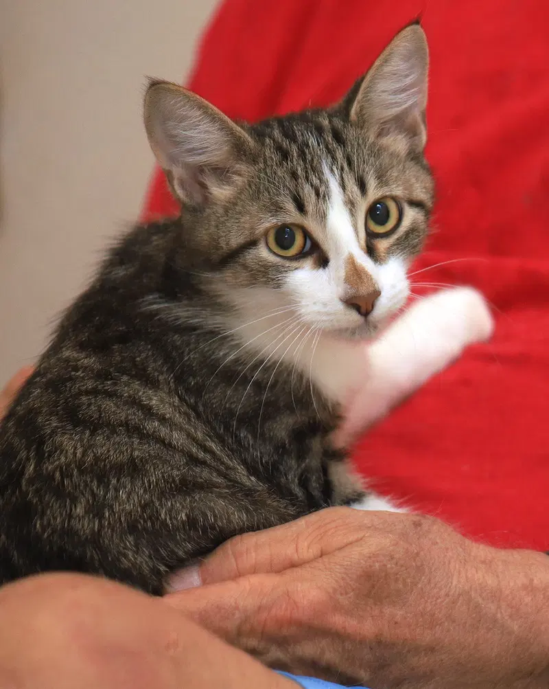 Haaland, a male kitten up for adoption