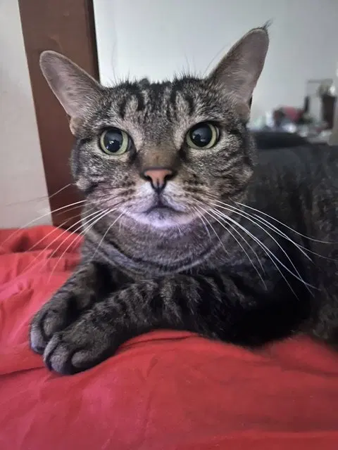 Izzy, photo 2