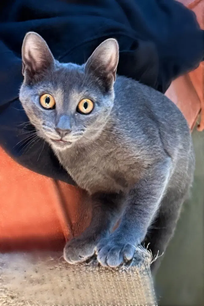 Joey, a female kitten up for adoption