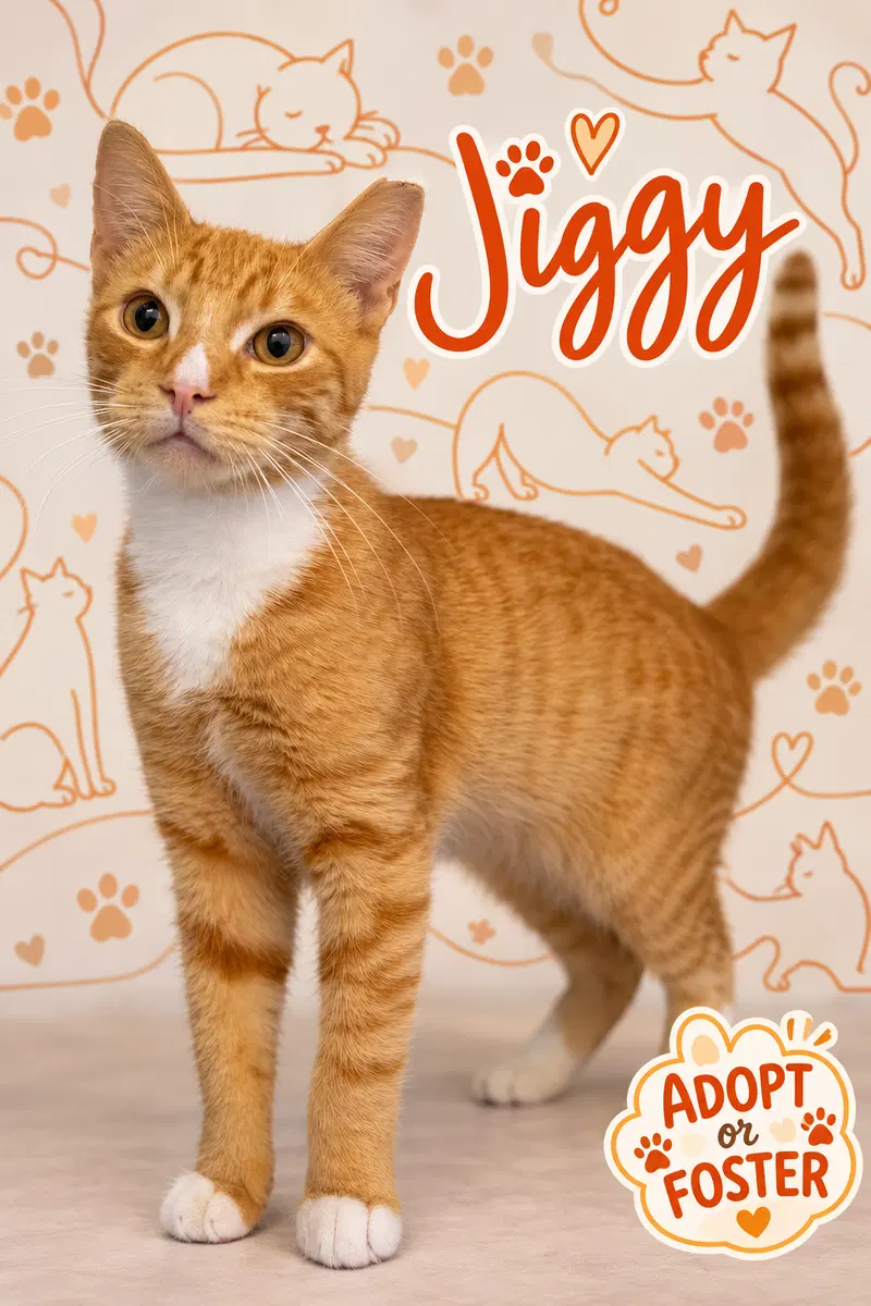 Jiggy, a young male Tabby cat up for adoption