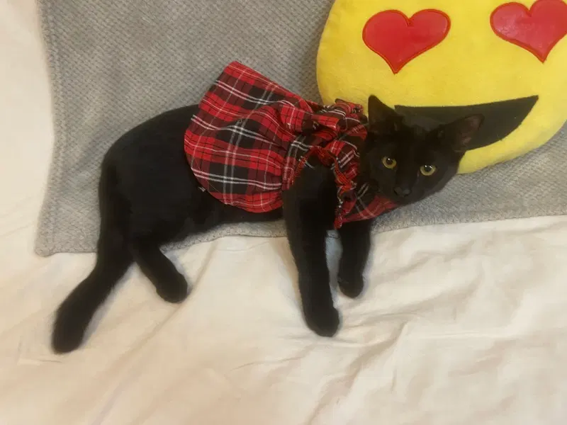 Misty, a female kitten up for adoption