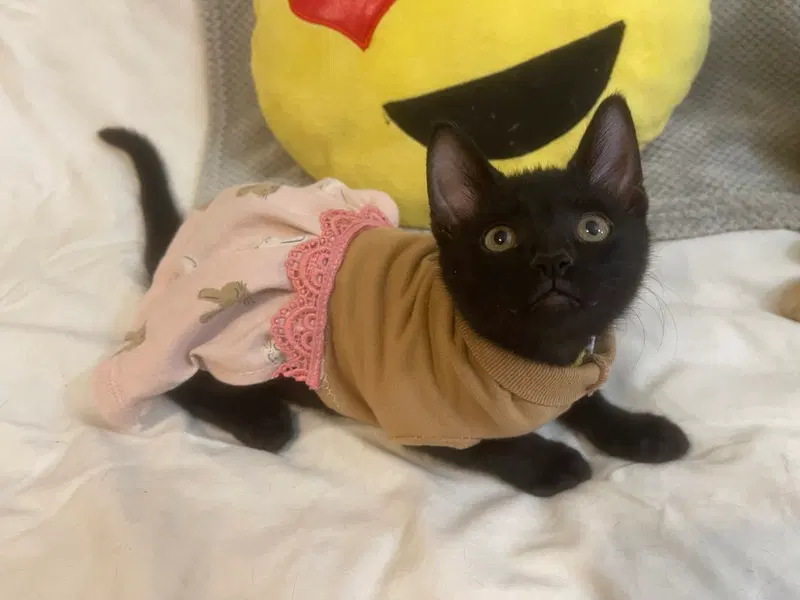 Pinky, a female kitten up for adoption