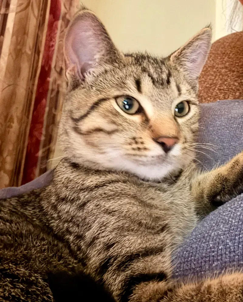 Siete, a male kitten up for adoption
