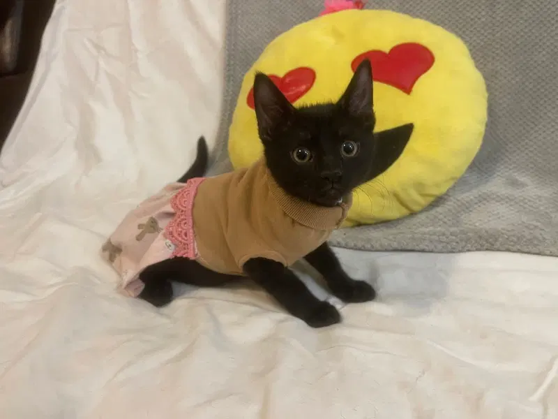 Goldie, a female kitten up for adoption