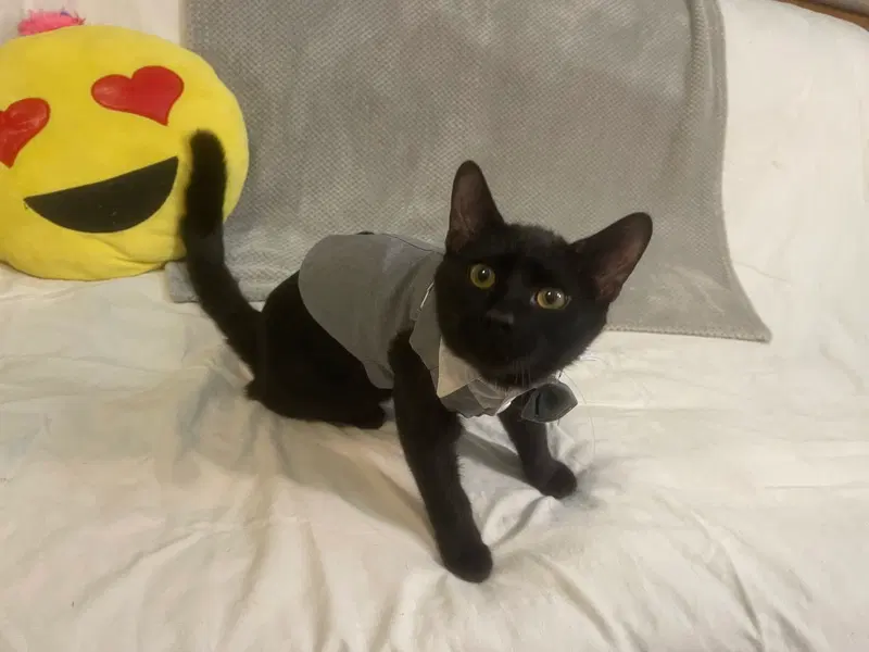 Jinx, a male kitten up for adoption