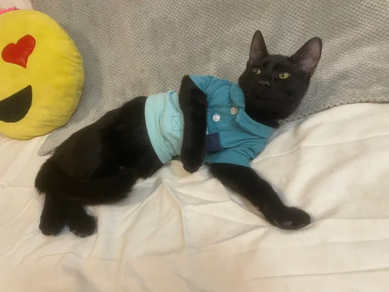 Ozzy, a male kitten up for adoption