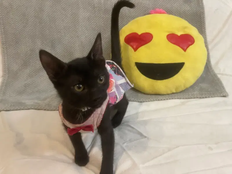 Tania, a female kitten up for adoption