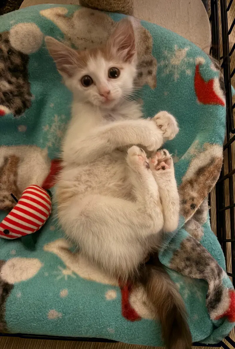 Flower, a female kitten up for adoption