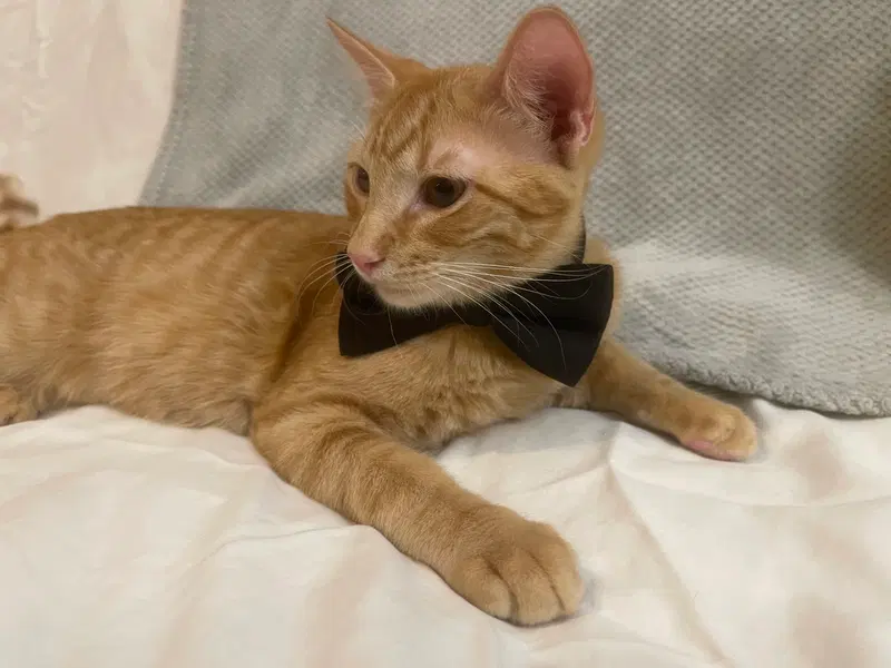 Garfield, photo 2