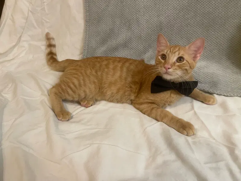 Garfield, a male kitten up for adoption