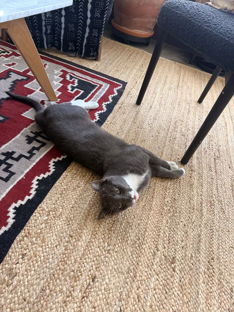 Zeppelin, photo 3