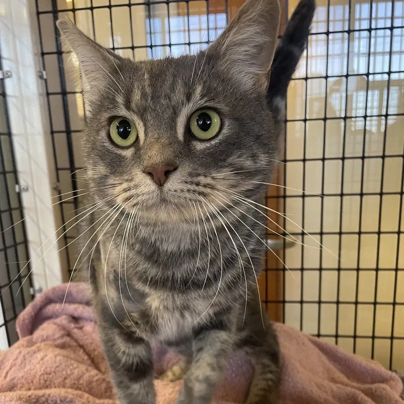 Meeko, an adult male cat up for adoption