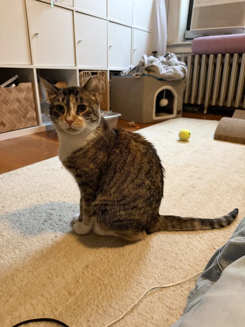 Imelda May, an adult female cat up for adoption