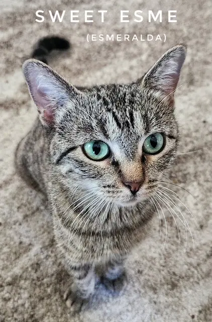 Punky aka Esme, a female Tabby cat up for adoption