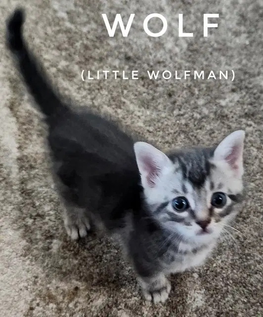 Wolf, a young male cat up for adoption