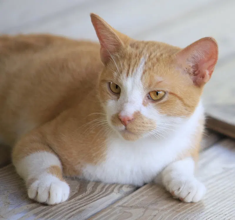 Monterey Jack, a young male cat up for adoption