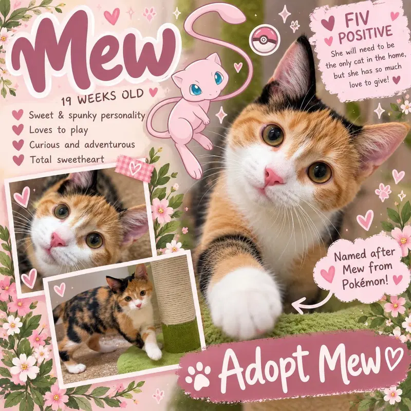 Mew, a female Calico kitten up for adoption