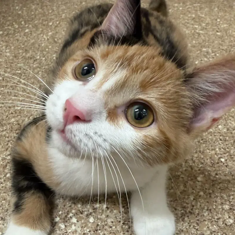 Mew, photo 3