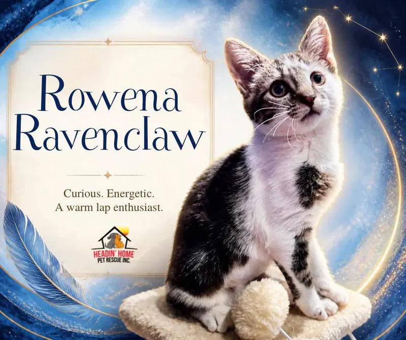 Rowena Ravenclaw, a female kitten up for adoption