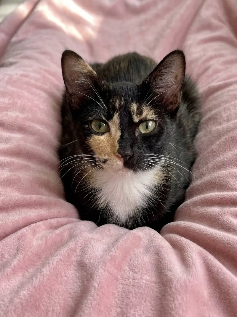 Winx, an adult female cat up for adoption
