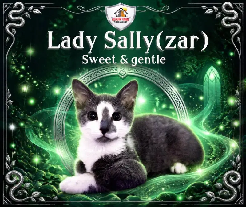 Sally Slytherin, a female kitten up for adoption