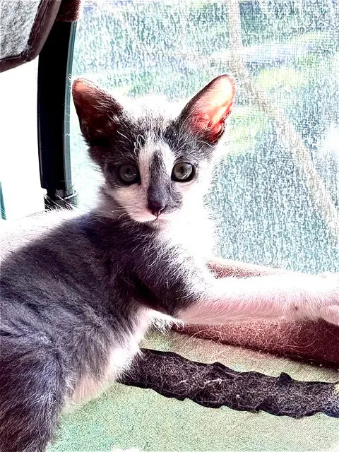 Sally Slytherin, photo 5
