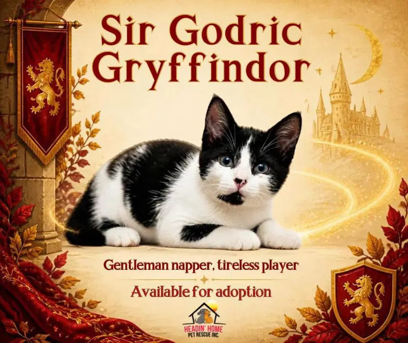 Godric Gryffindor, a male kitten up for adoption