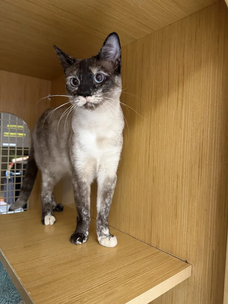 Kaweah, a young female Siamese cat up for adoption