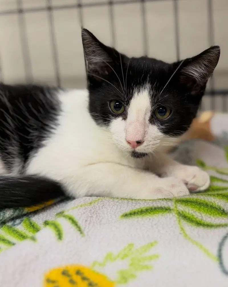 Bo, a male Tuxedo kitten up for adoption