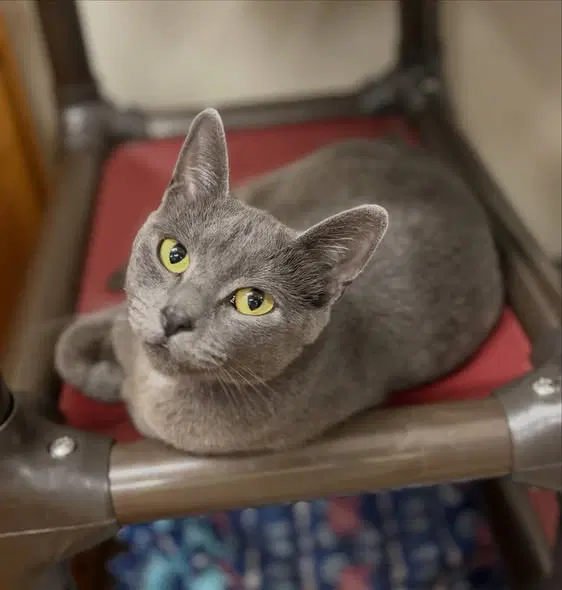 Keyshawna, a female Russian Blue kitten up for adoption
