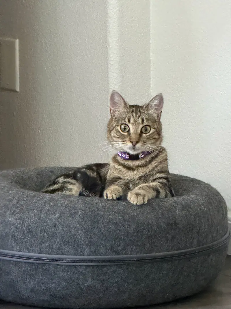 Pipa, a young female Tabby cat up for adoption