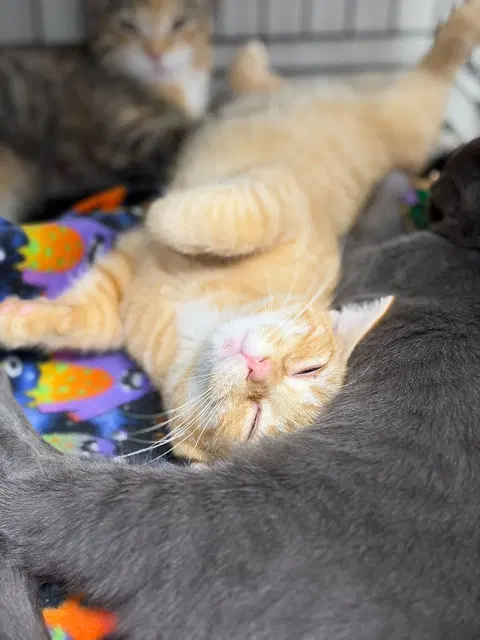 Watch the video of Miso