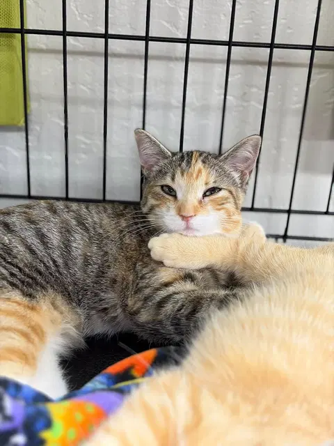 Watch the video of Yuumi