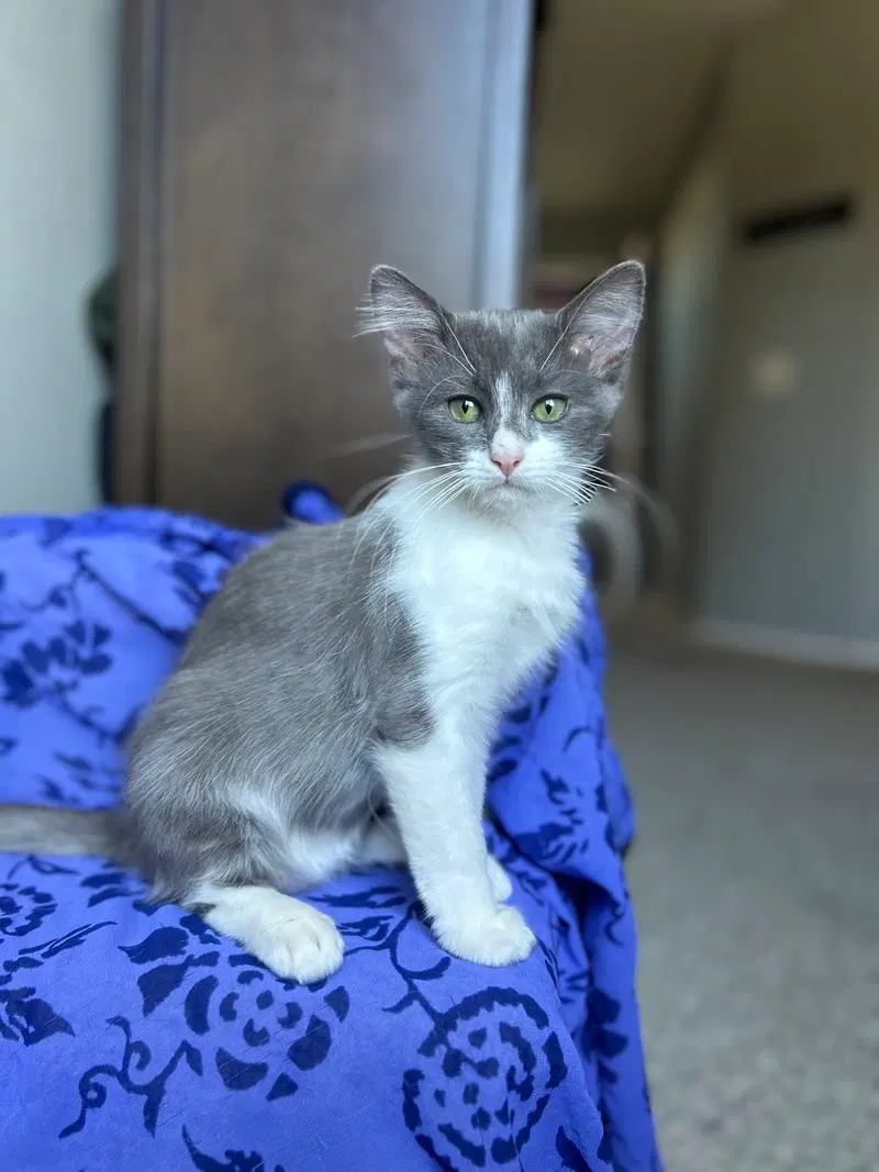 Ryland, a male Russian Blue kitten up for adoption