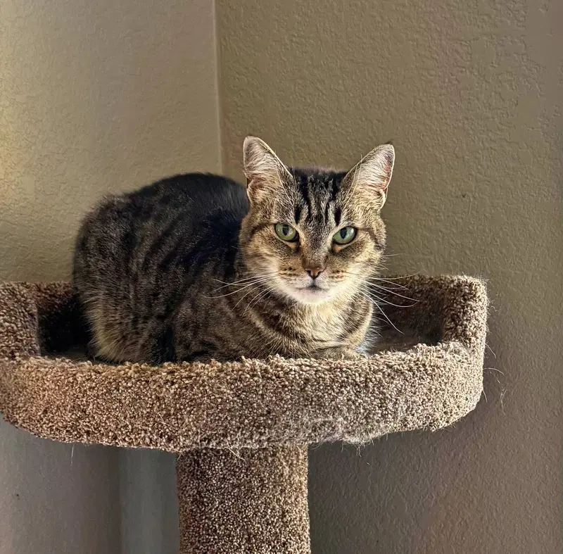 Millie, photo 3