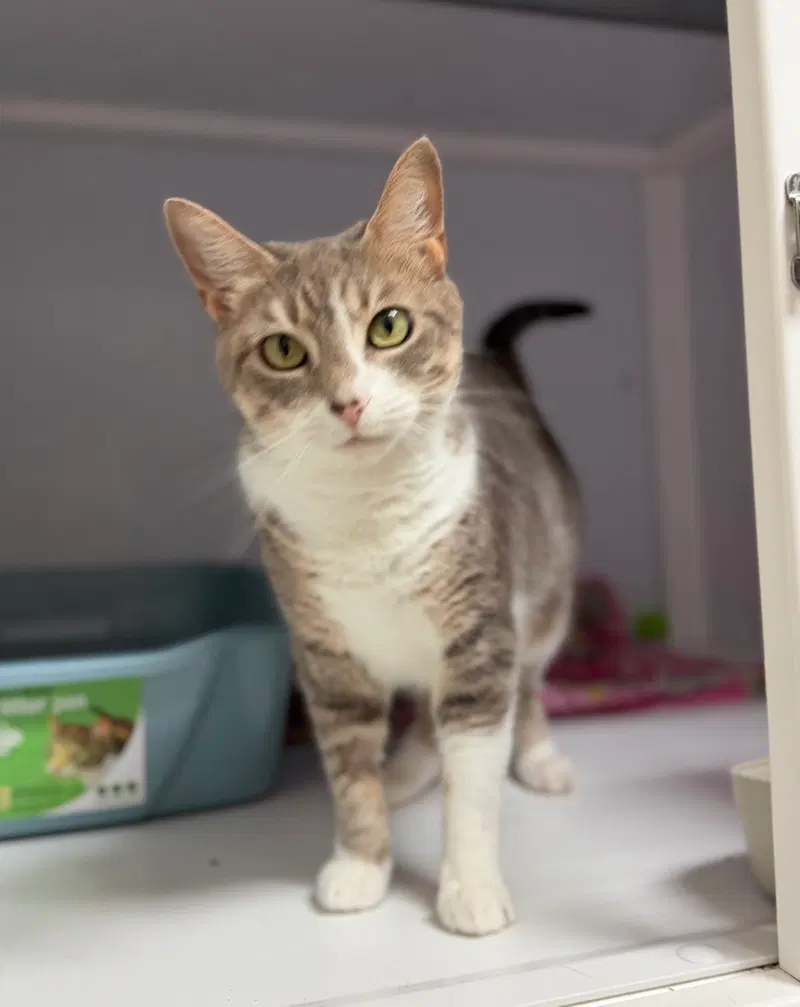Foxey, a female cat up for adoption