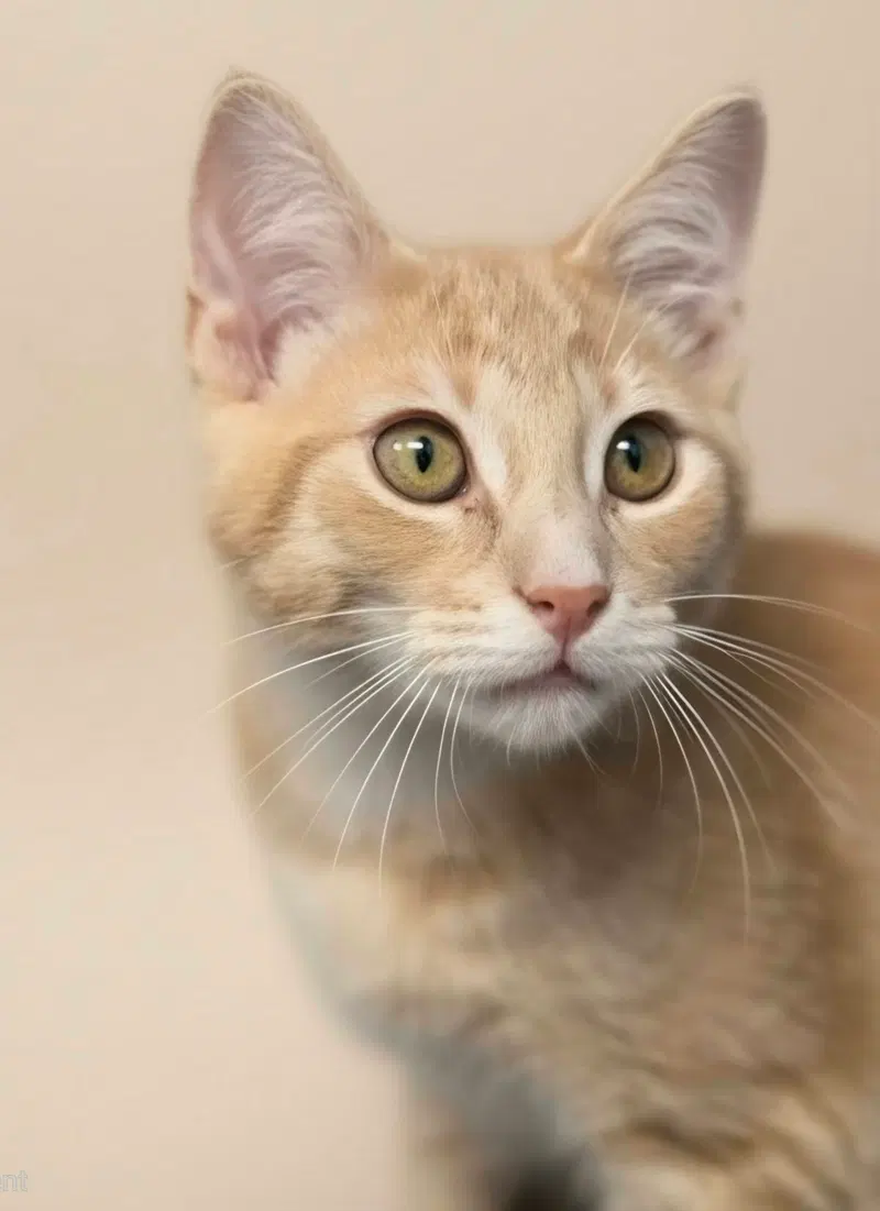 Murray, a young male cat up for adoption
