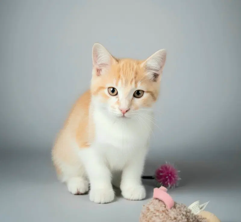 Greta, photo 3