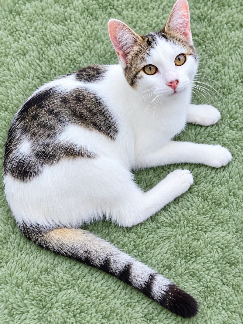 Mimi, a young female cat up for adoption