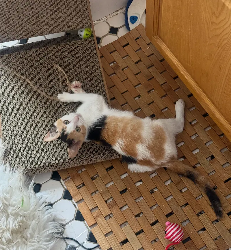 Bell Pepper, a female kitten up for adoption