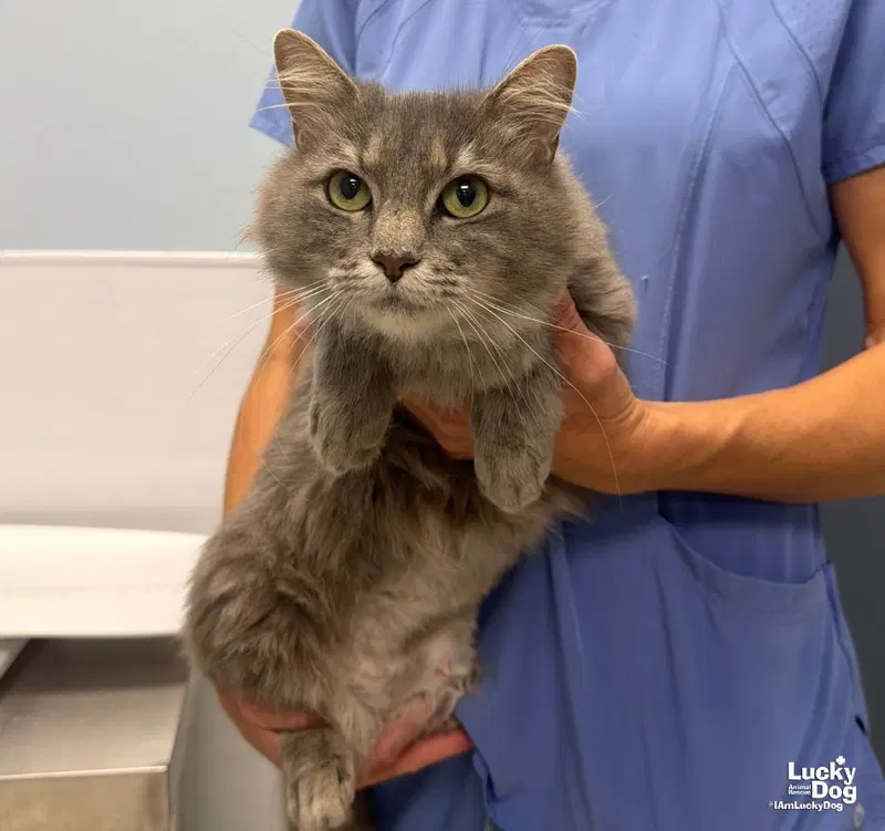 Amelia Grace, an adult female cat up for adoption