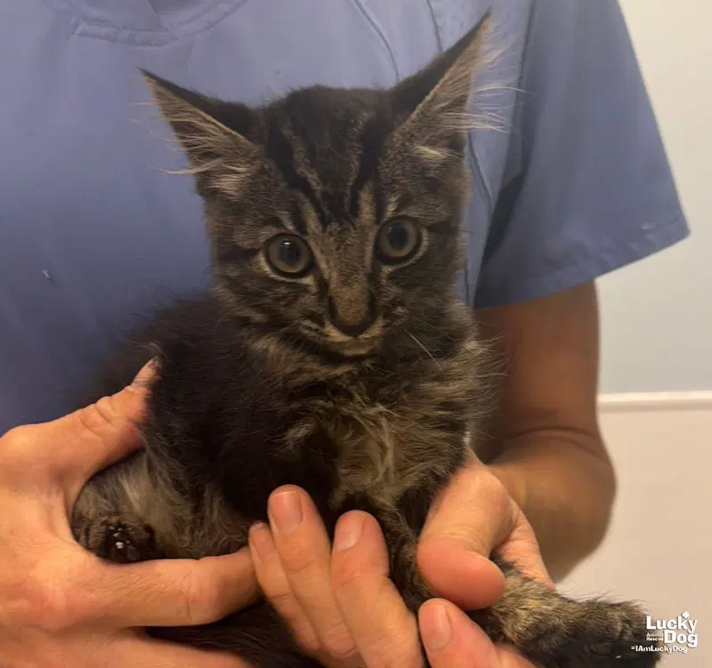 Loak, a male kitten up for adoption