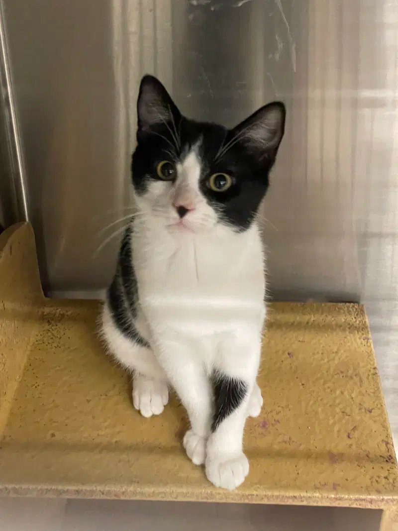 Tamasko, a male kitten up for adoption