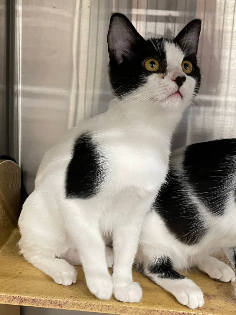 Topanga, a female kitten up for adoption