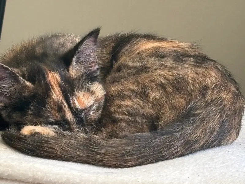 Kitten Peach, photo 2