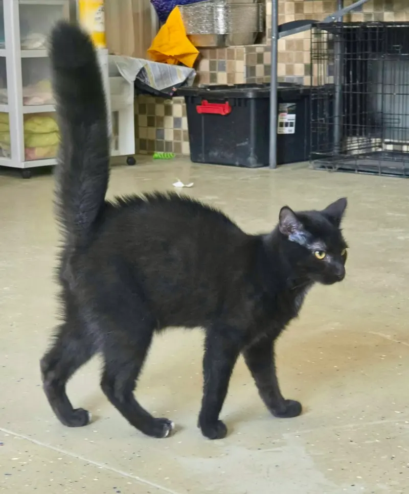 Anakin, a male kitten up for adoption