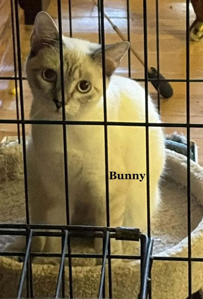 Bunny, a female Siamese kitten up for adoption